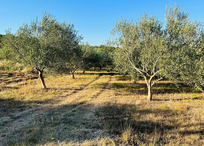 4m * 고르니 카린