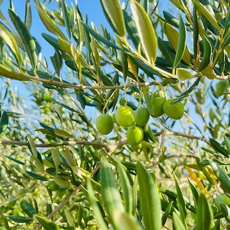 דירה 4m